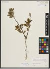Foto von Salix appendiculata Vill.